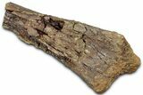 Hadrosaur (Edmontosaurus) Partial Ulna Bone - Wyoming #331009-1